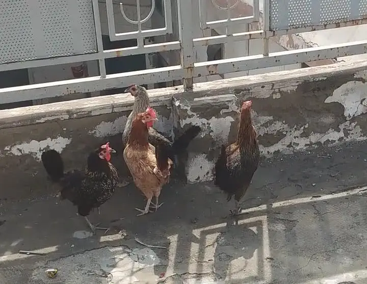 egg laying hens for sale — photo 2
