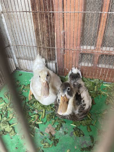 Ducks pair available 0-3-2-2-6-6-9-0-6-3-3 whatsapp or call simple