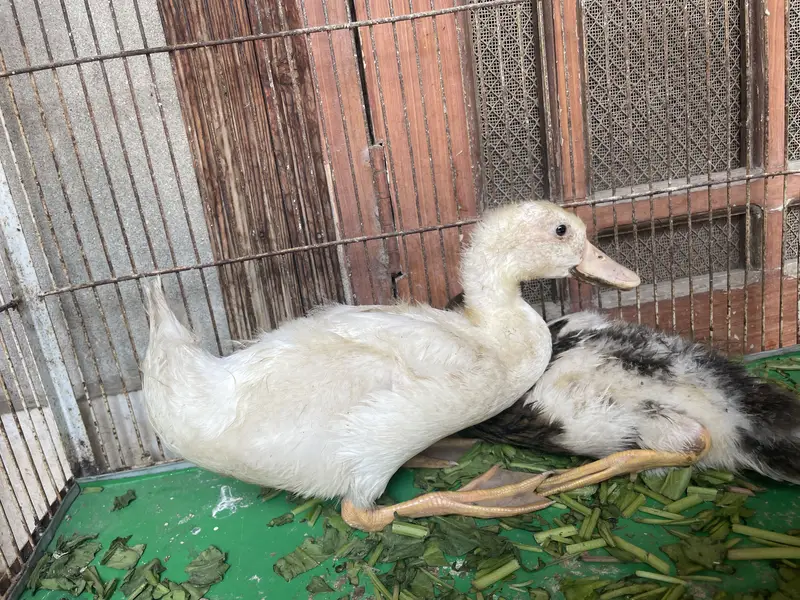 Ducks pair available 0-3-2-2-6-6-9-0-6-3-3 whatsapp or call simple — photo 2