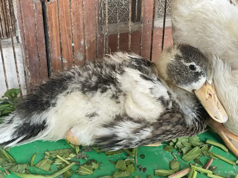 Ducks pair available 0-3-2-2-6-6-9-0-6-3-3 whatsapp or call simple — photo 3