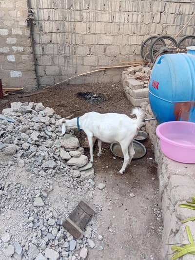 Safed Bakri urgently for sell. mazeed details k leye whatsapp .