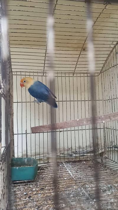 Violet parblue opline female