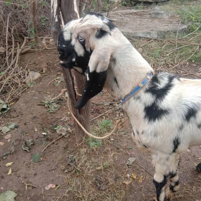 Black print shera Bakri for sale