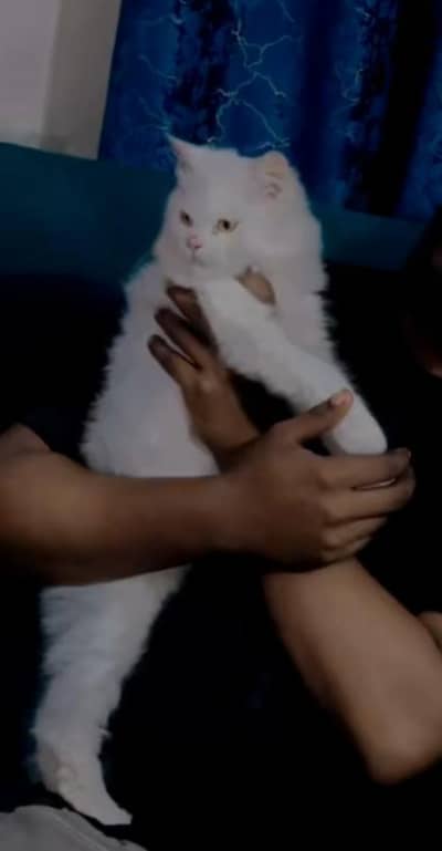 Persian male