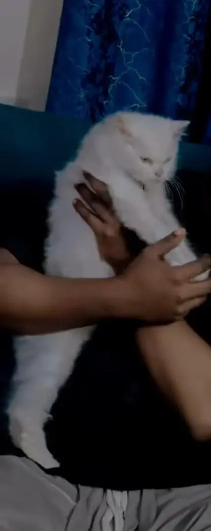 Persian male — photo 3
