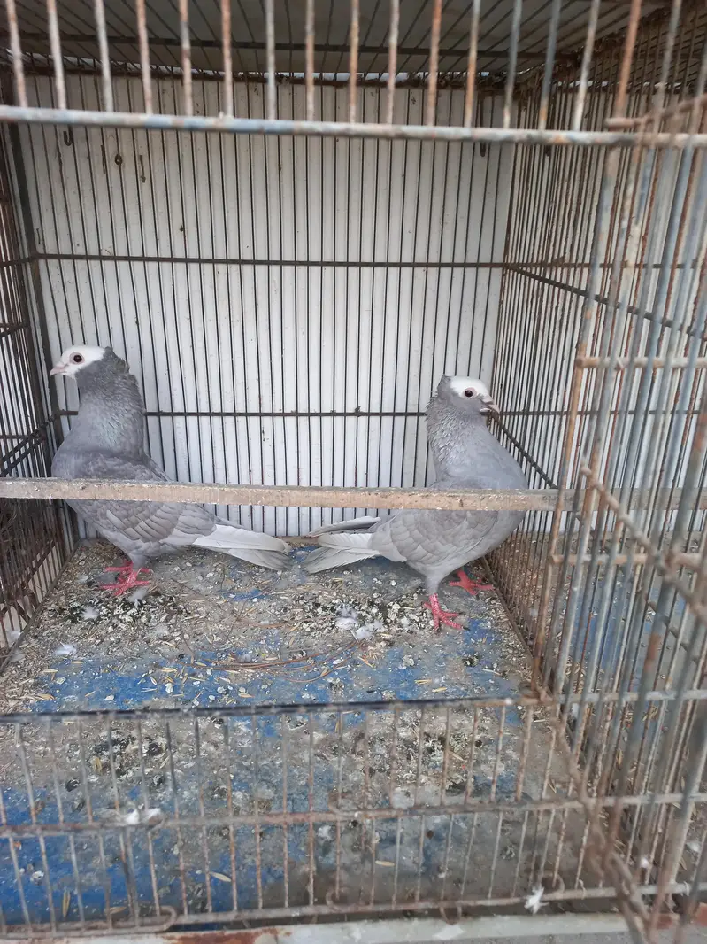 Mukhi pigeons — photo 5