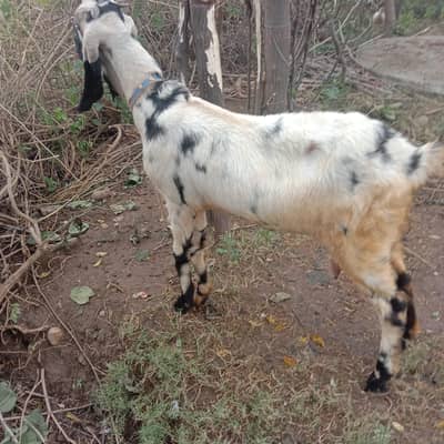 Black shera print Bakri for sale