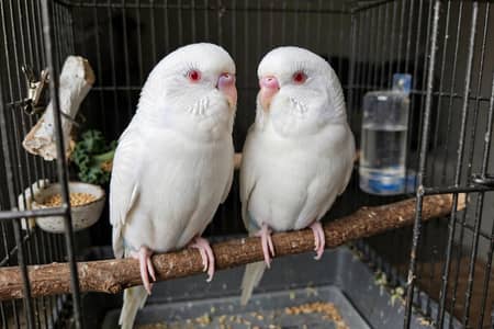 albino budgies