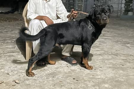 Rottweiler male available for stud,