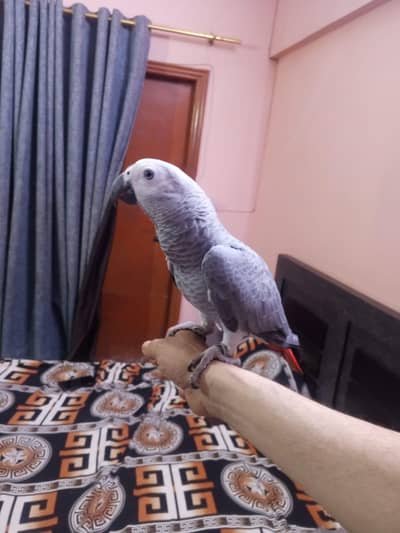 Grey Parrot