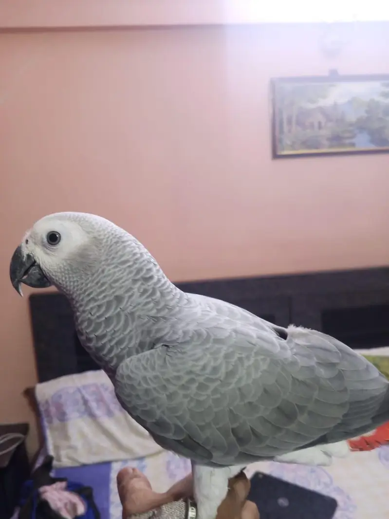 Grey Parrot — photo 2
