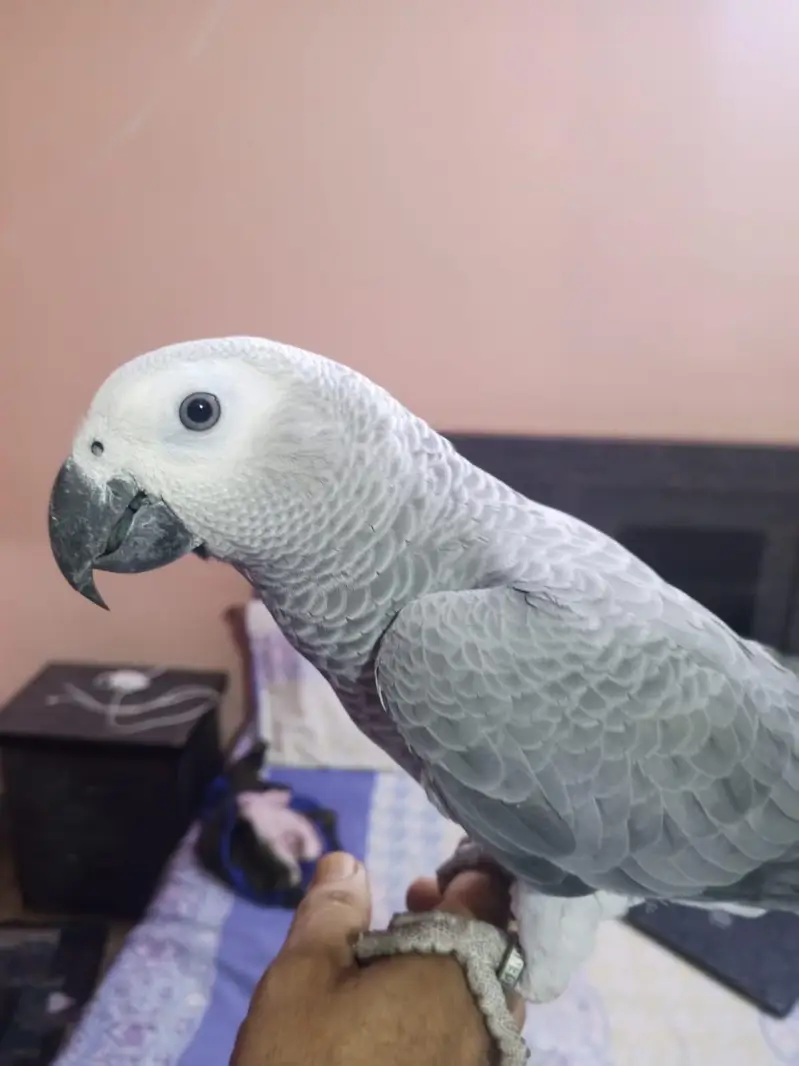 Grey Parrot — photo 3