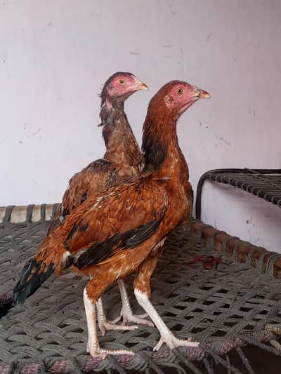 دو مرغیاں ڈیڑھ سال کی