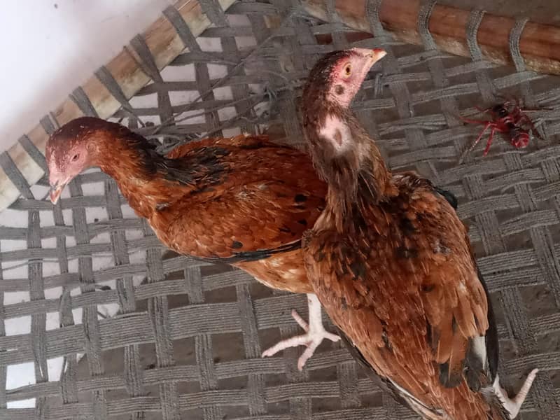 دو مرغیاں ڈیڑھ سال کی 1