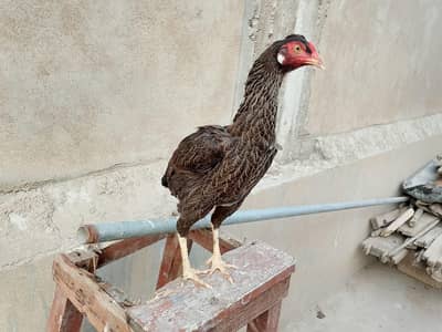 hens. . .