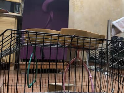 birds Cage