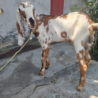 bakra for sale
