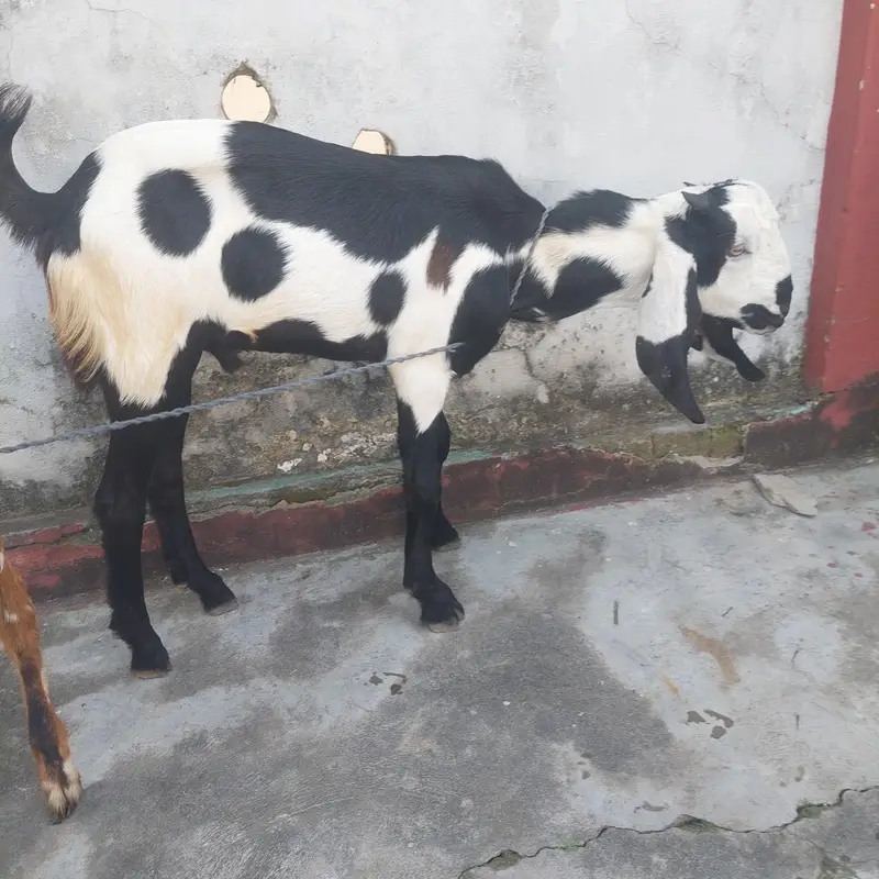 bakra for sale — photo 2