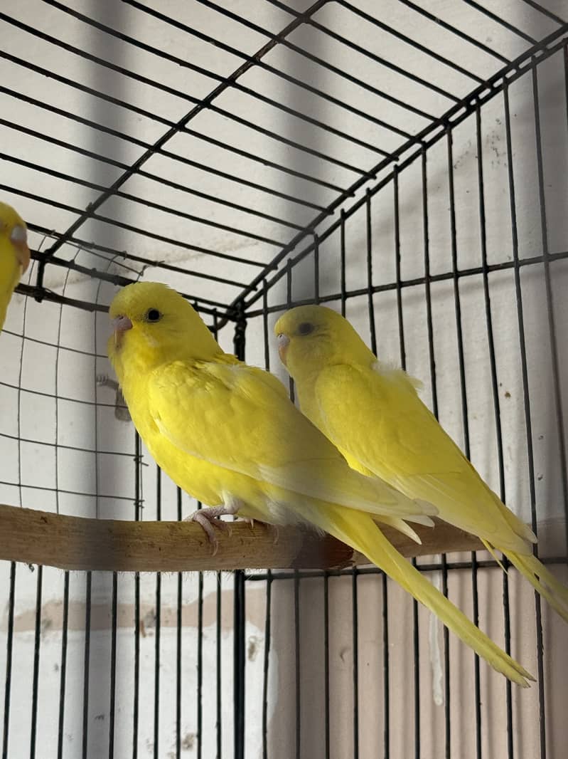 Pair Lutino pathay split red eye 1