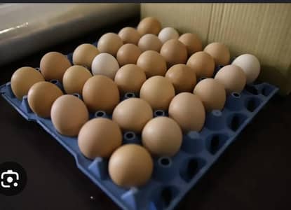 100% Fertile or Desi Eggs | Golden Desi Rooster | Desi Chicks for Sale