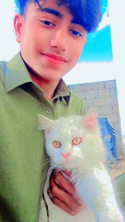 cat for sale