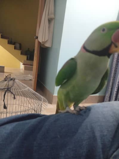Raw Parrot