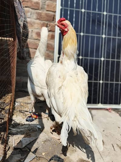 High quality heera pair