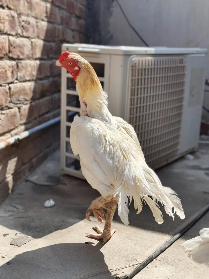 High quality heera pair — photo 4