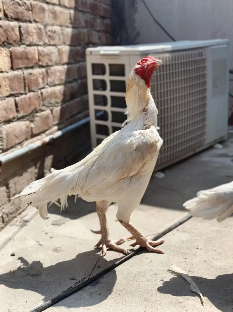 High quality heera pair — photo 5