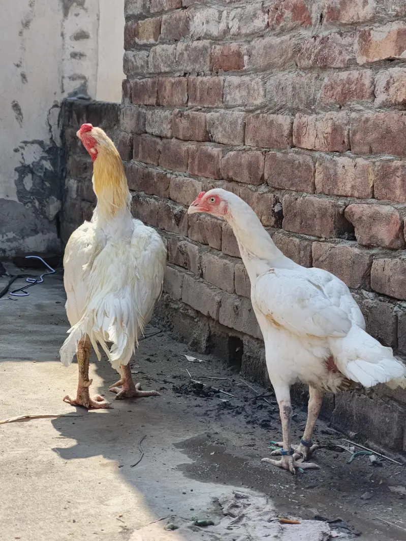 High quality heera pair — photo 6