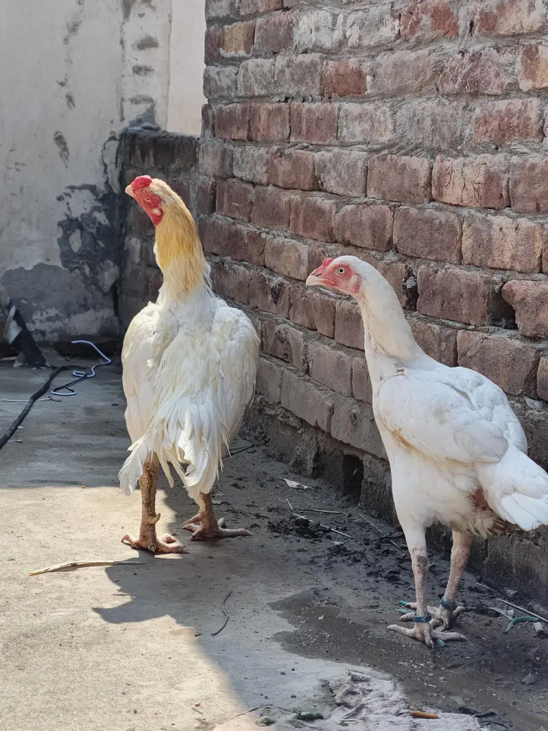 High quality heera pair — photo 7