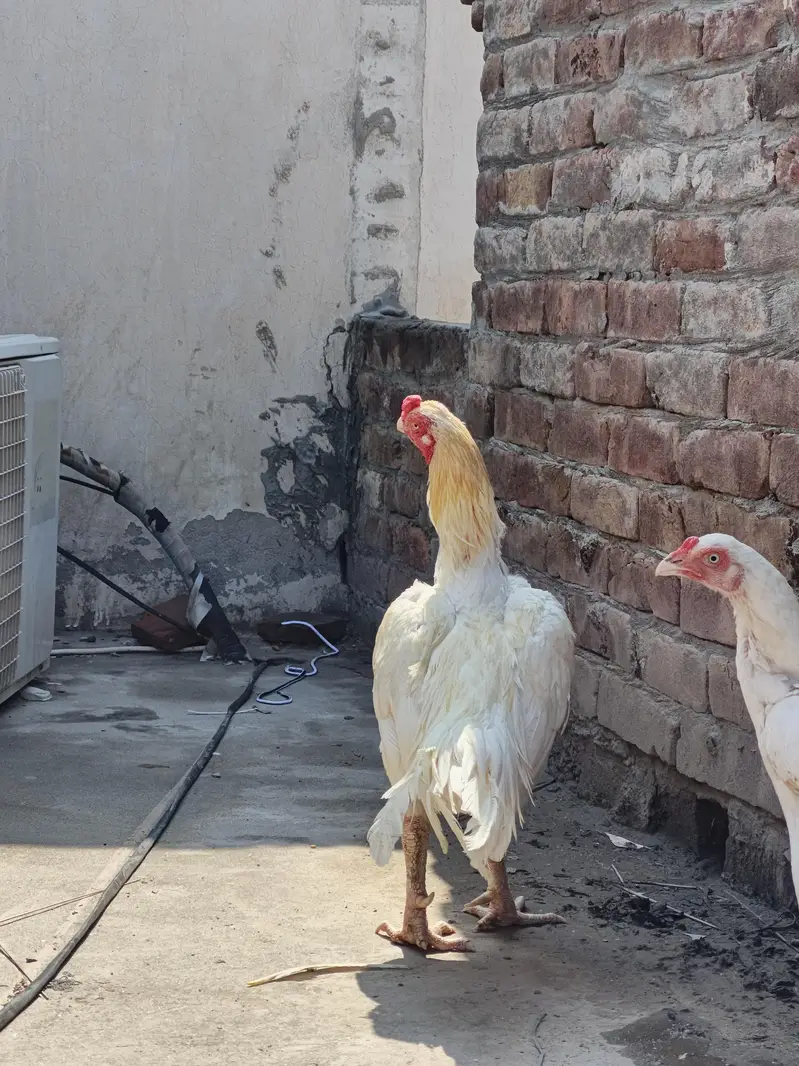 High quality heera pair — photo 8