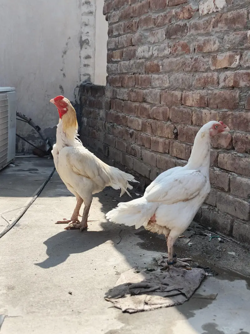 High quality heera pair — photo 9