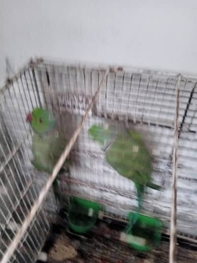 breeding