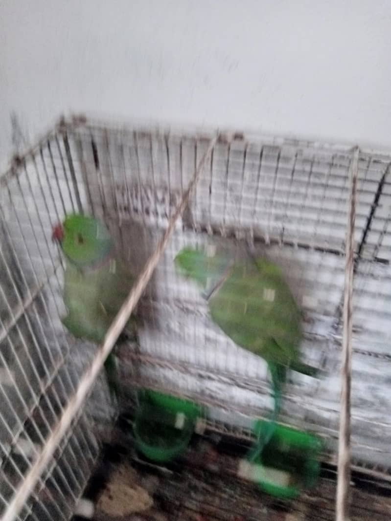 breeding 0