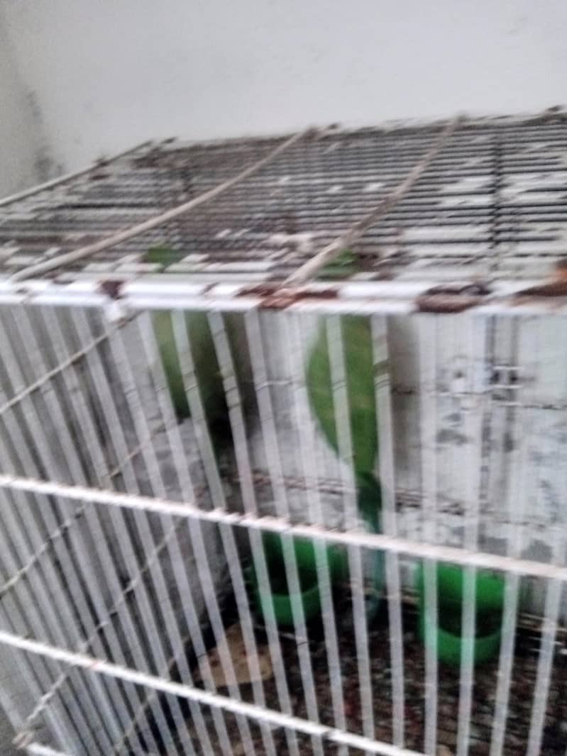 breeding 1