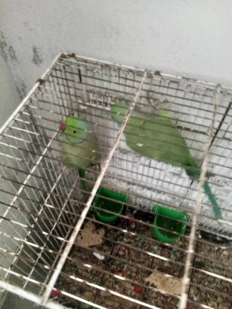 breeding 2