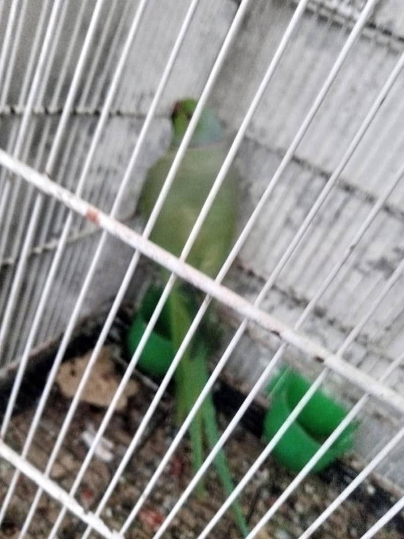 breeding 3