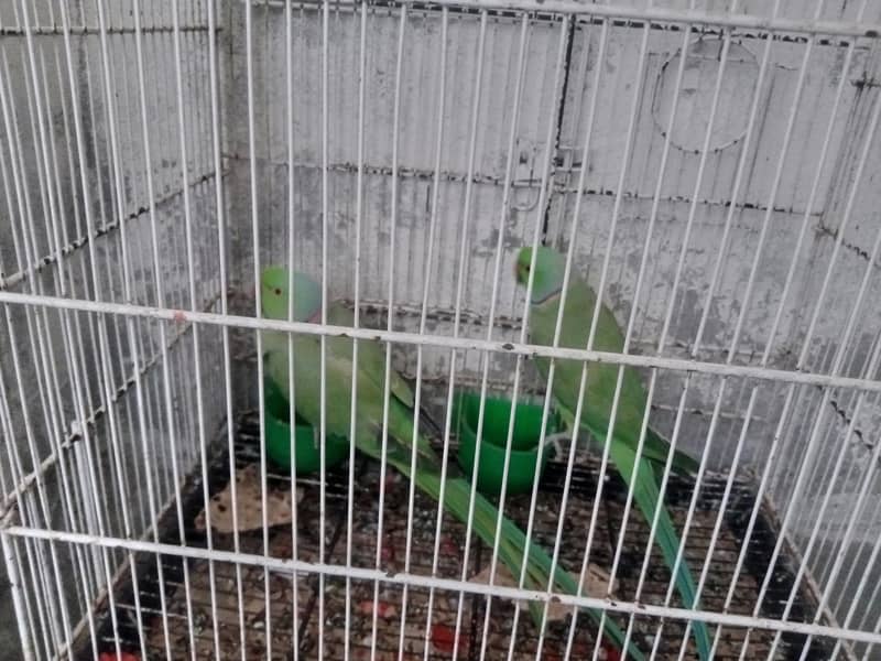 breeding 4