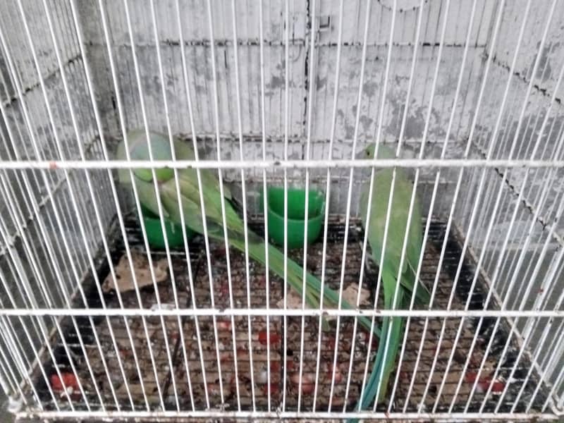 breeding 5