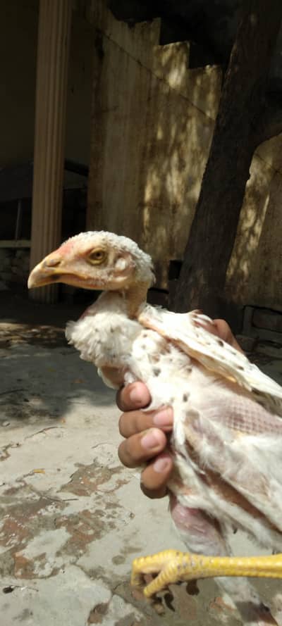 Aseel heera white Jori for sale