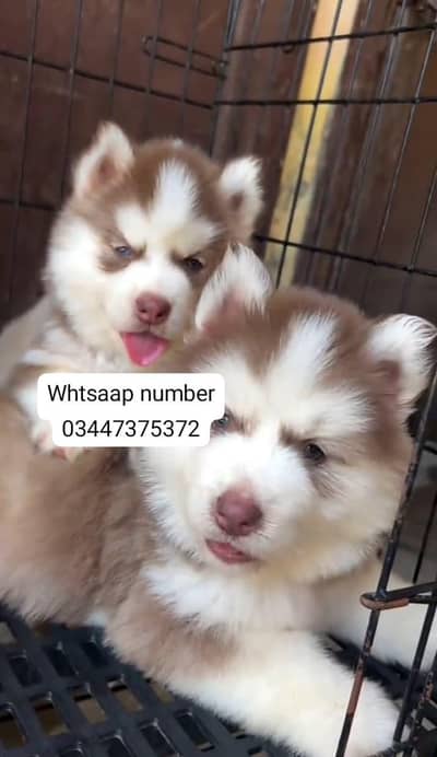 Siberian husky fore sale