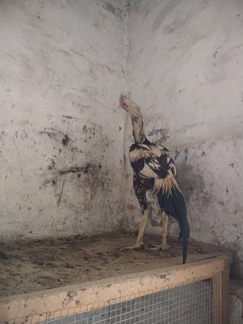 pure aseel patha 1