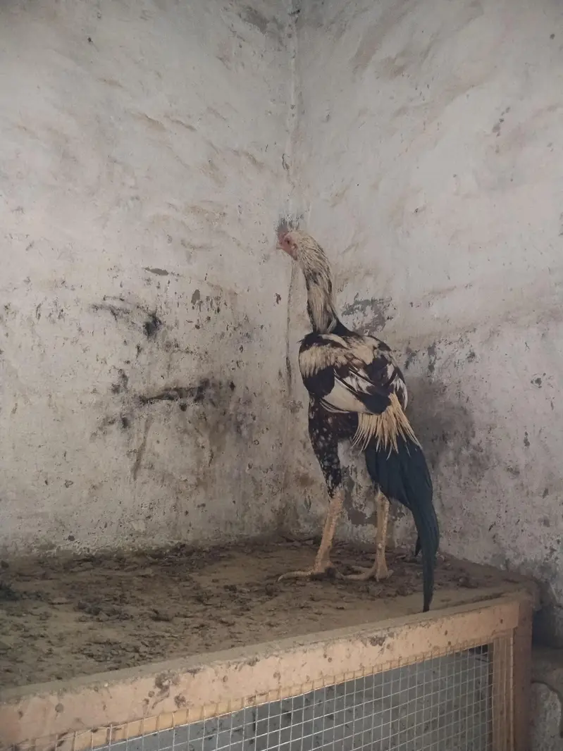 pure aseel patha — photo 2