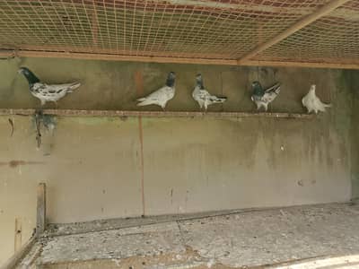 Highflyer Pigeons for sale