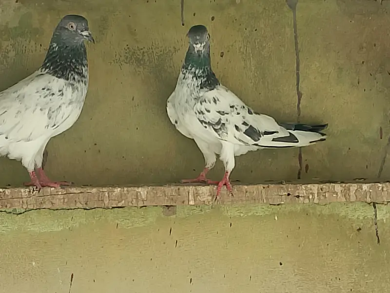 Highflyer Pigeons for sale — photo 2