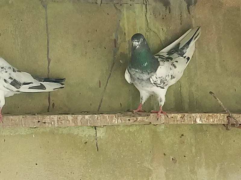 Highflyer Pigeons for sale — photo 3