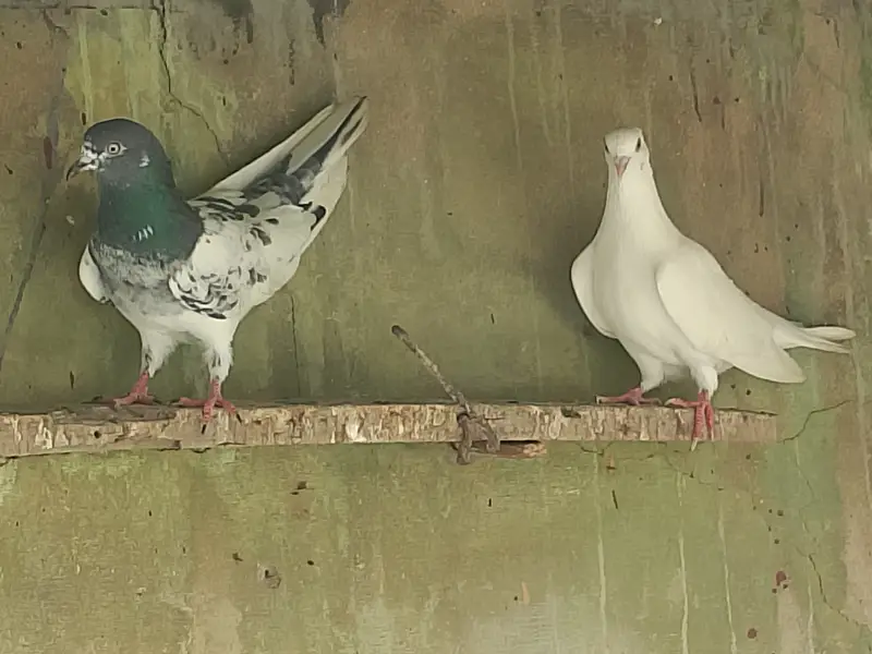Highflyer Pigeons for sale — photo 4