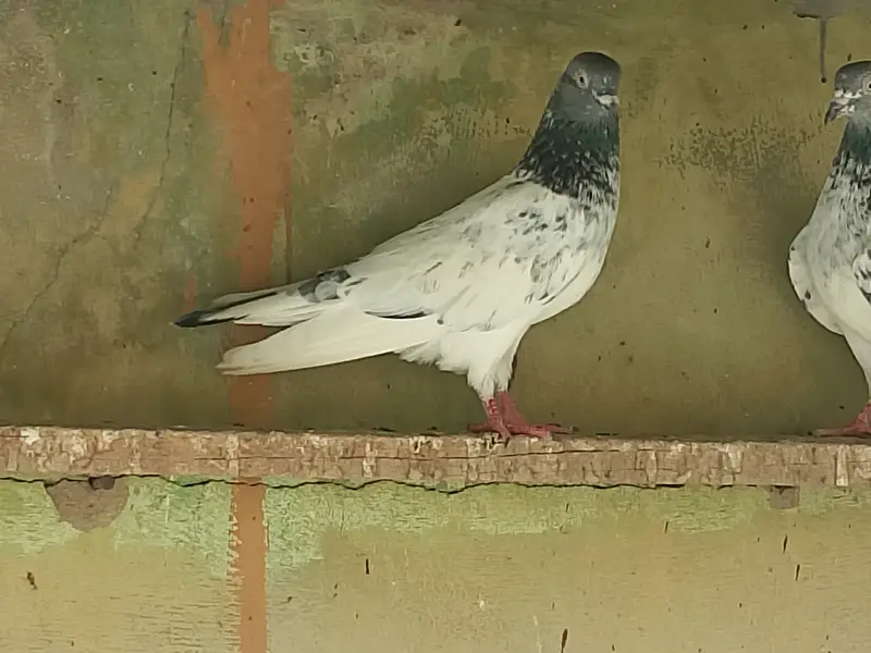 Highflyer Pigeons for sale — photo 5