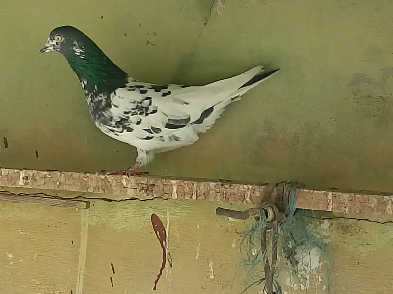 Highflyer Pigeons for sale — photo 6